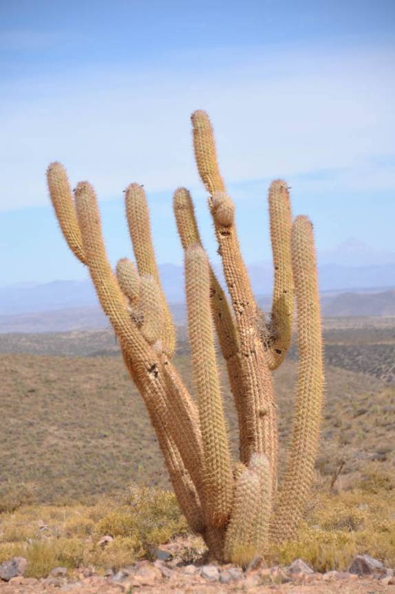 Cactus, planta comum na paisagem  entre Potosí e Tarija - Boívia